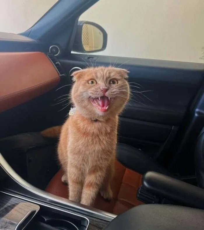 funnycats120_015