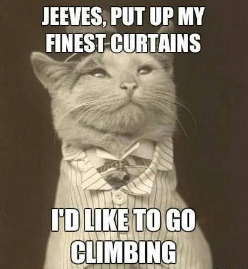 funnycats120_019