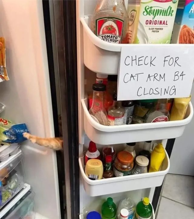 funnycats120_020