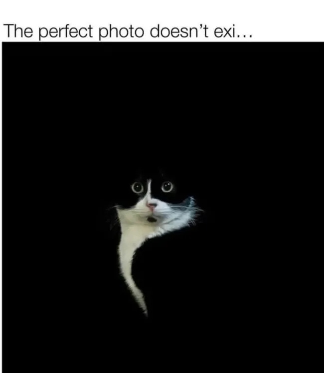 funnycats120_022