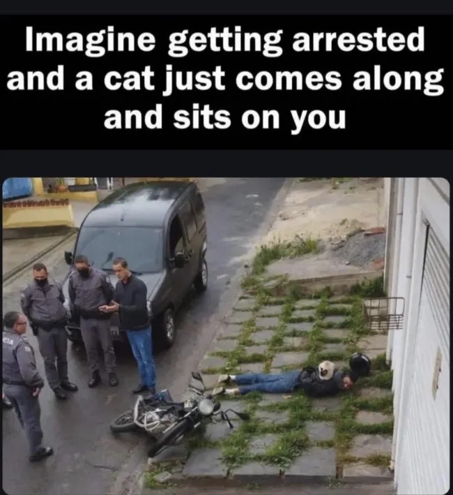 funnycats120_023