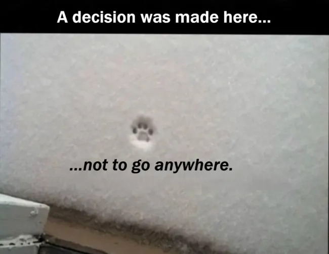funnycats120_024