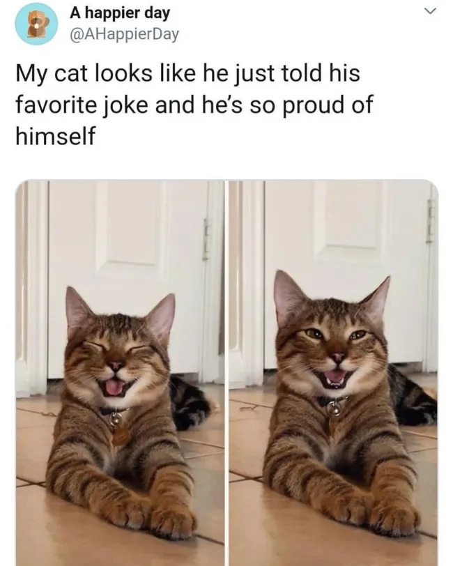 funnycats120_025
