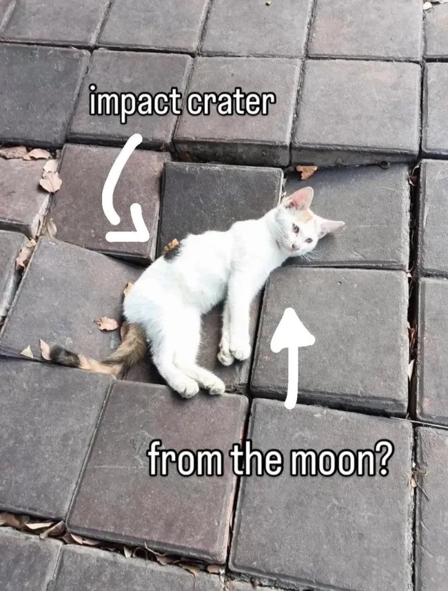 funnycats120_027