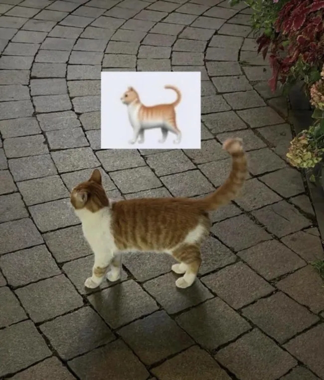 funnycats120_028