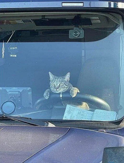 funnycats120_030