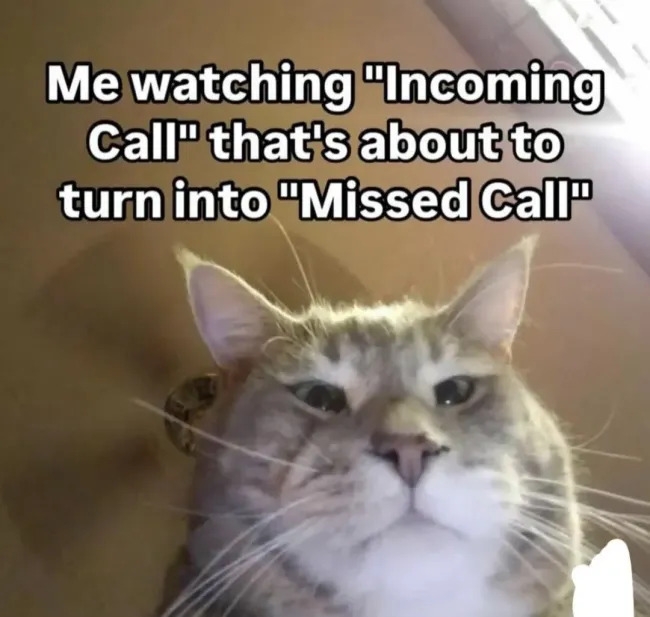 funnycats120_031