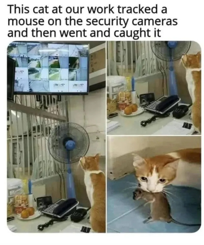funnycats120_032