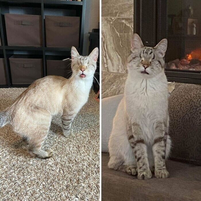 funnycats120_036