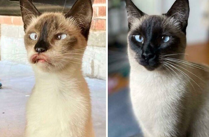 funnycats120_037