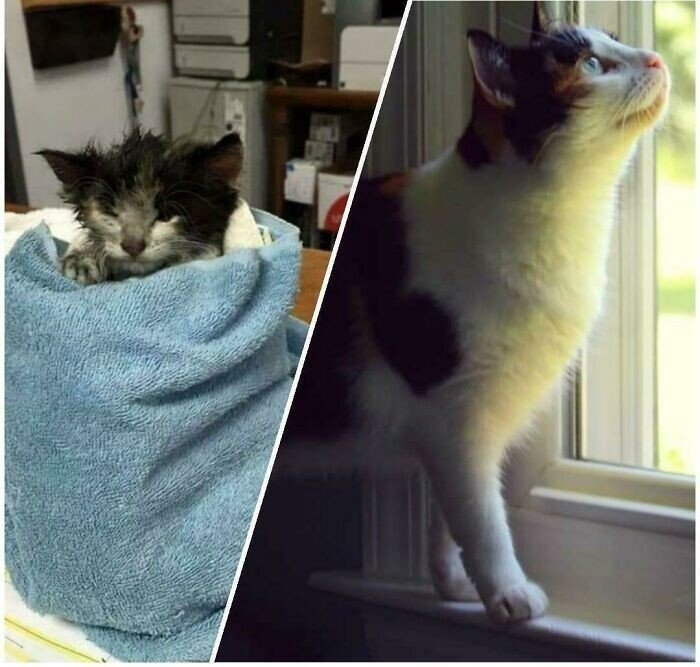 funnycats121_004