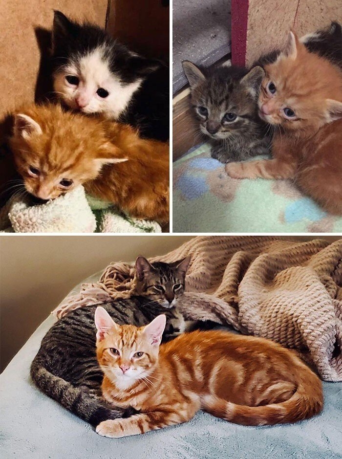 funnycats121_005
