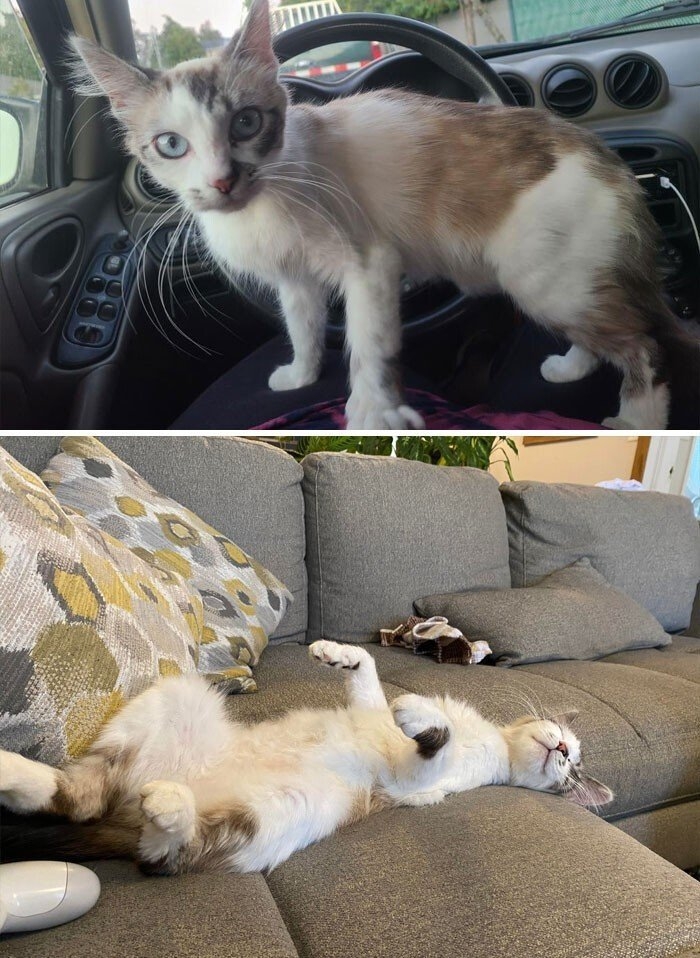 funnycats121_007