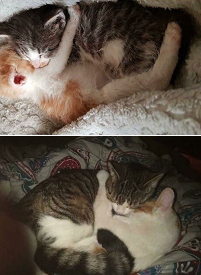 funnycats121_012