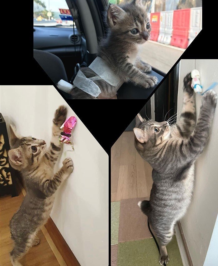 funnycats121_014