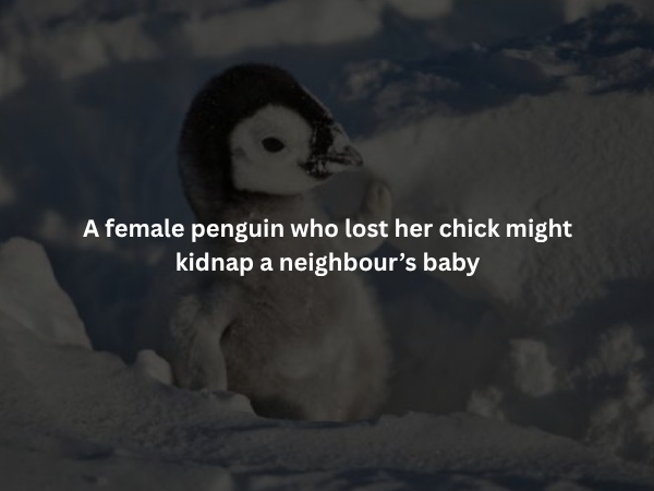 interestingfacts375_011