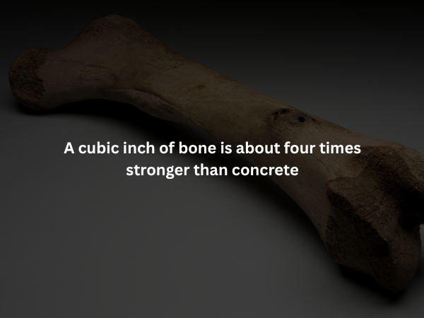 interestingfacts375_014