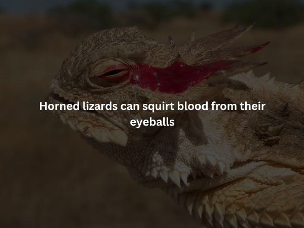 interestingfacts375_015