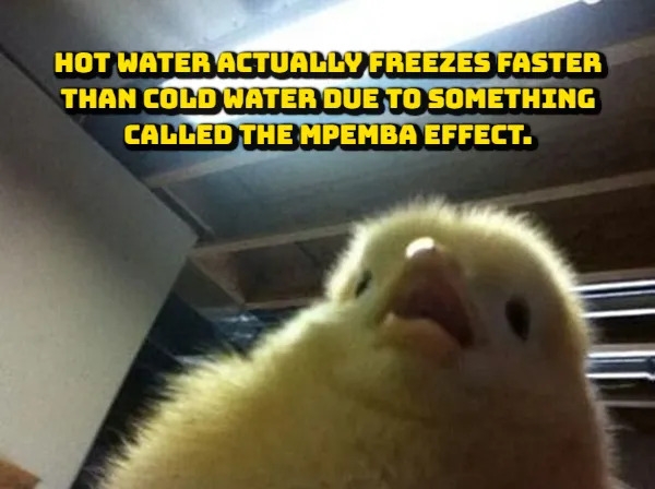 interestingfacts376_008