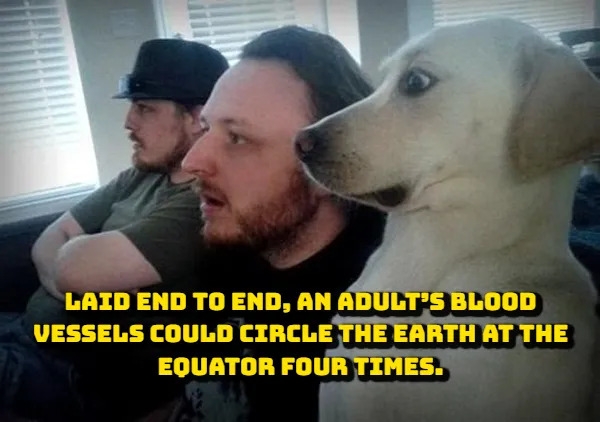 interestingfacts376_015