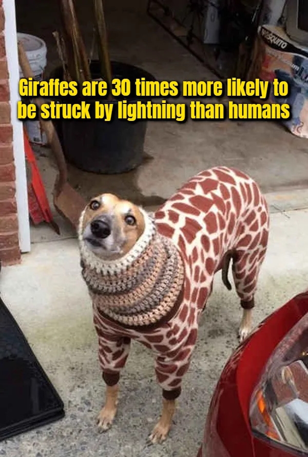 interestingfacts377_004
