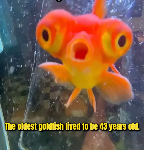 interestingfacts377_008