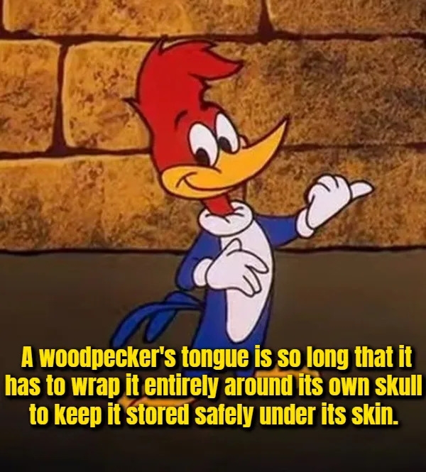 interestingfacts377_011