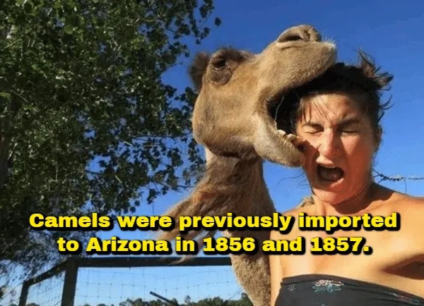 interestingfacts378_001