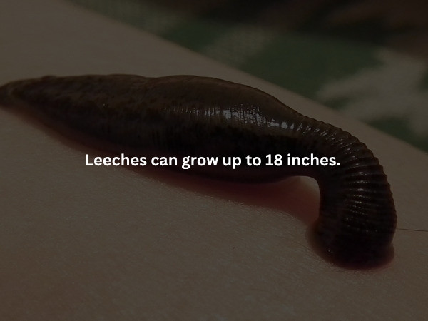 interestingfacts379_006