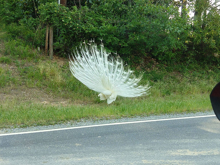 randompics2132_050 randompics2132_050