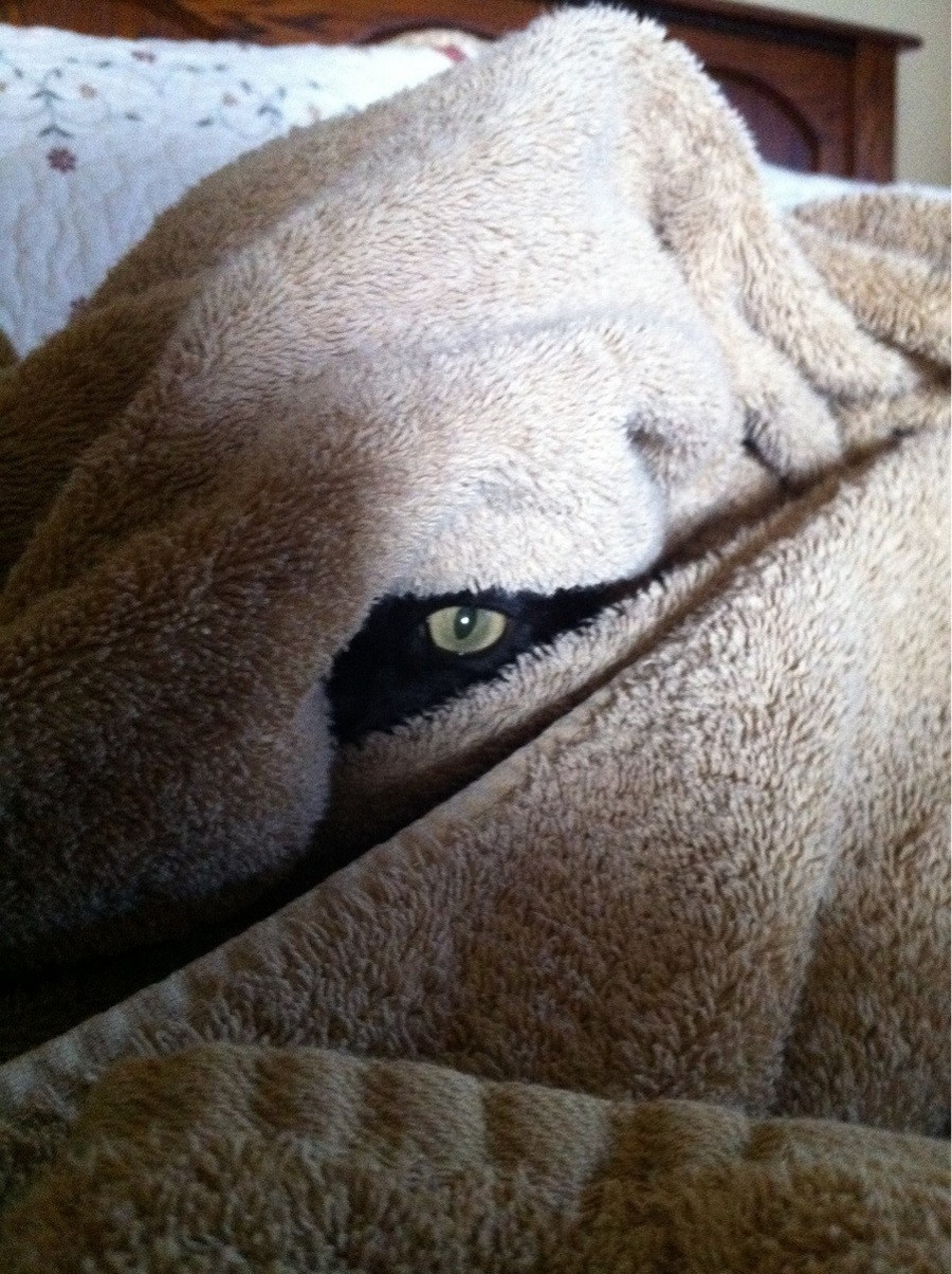 randompics2179_003