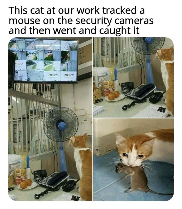 1ytq1tebl_993