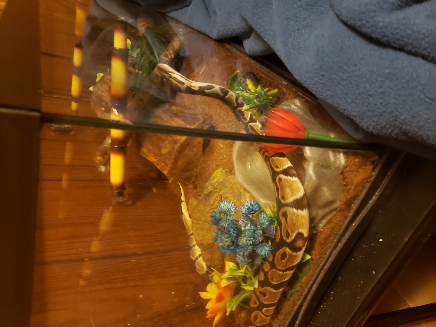 5knuzlizt_1513