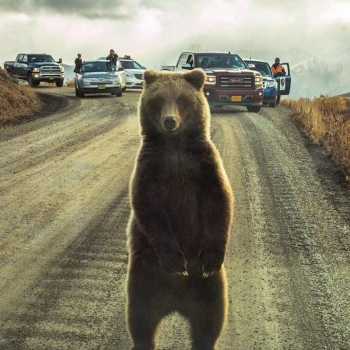 NetwTCzOo