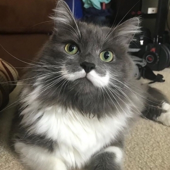 qWSiKdIuh