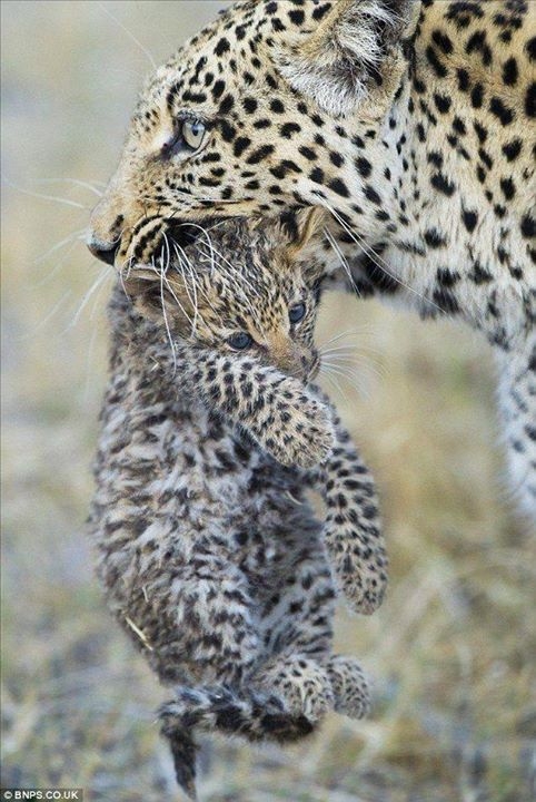 zv3j5hrs6_6757