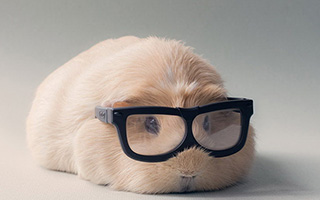 StylishGuineaPigBooboo
