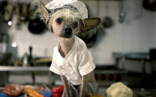 ChineseCrestedCheney